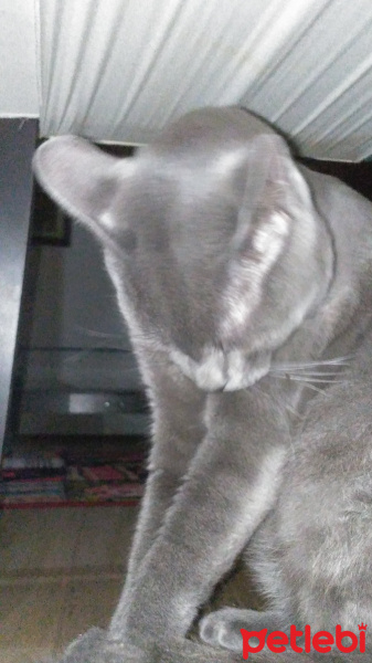 British Shorthair, Kedi  Duman fotoğrafı