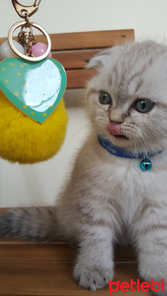 Scottish Fold, Kedi  Ada Mavi fotoğrafı
