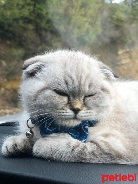 Scottish Fold, Kedi  Ada Mavi fotoğrafı