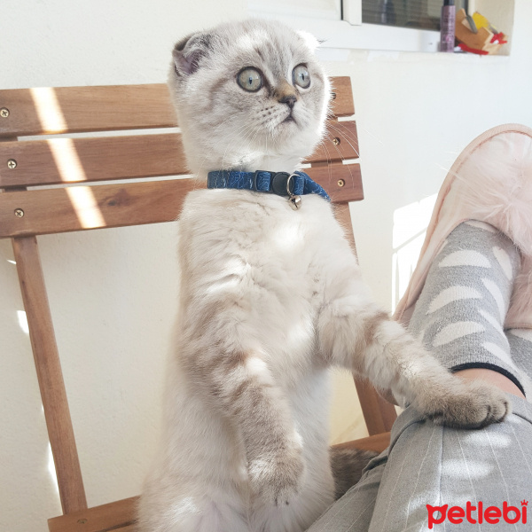 Scottish Fold, Kedi  Ada Mavi fotoğrafı