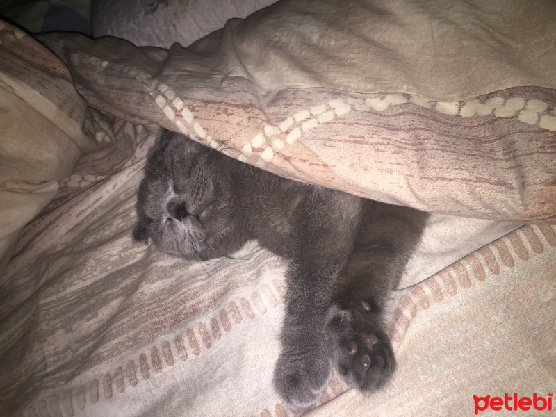 Scottish Fold, Kedi  Grifin fotoğrafı