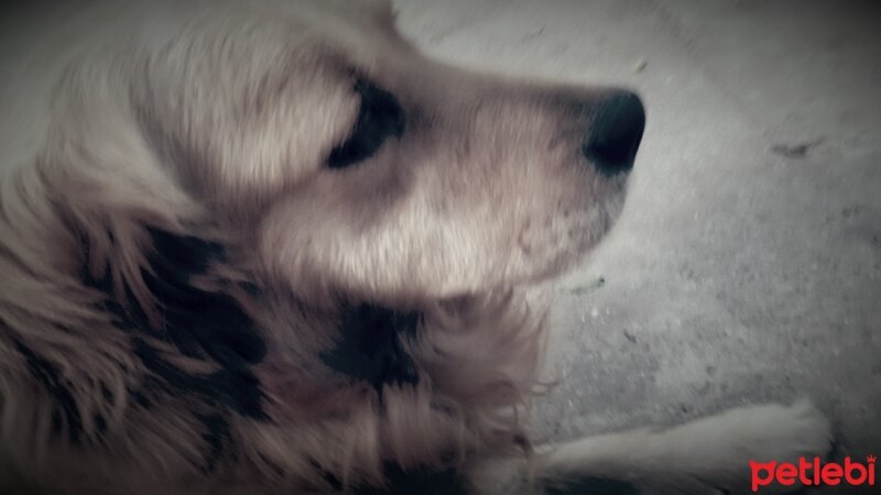 Golden Retriever, Köpek  Alex fotoğrafı