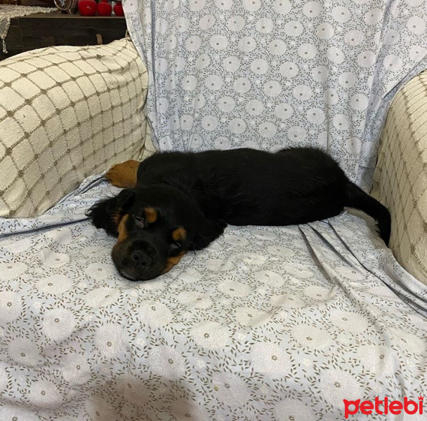 Amerikan Cocker Spaniel, Köpek  İsimsiz fotoğrafı