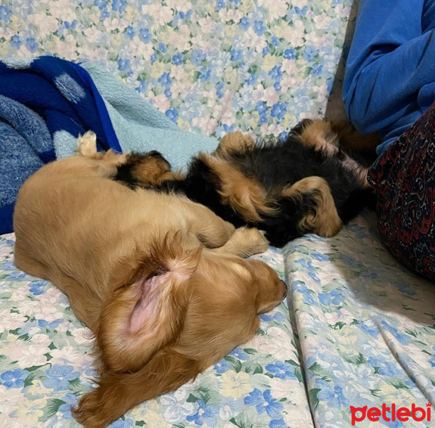 Amerikan Cocker Spaniel, Köpek  İsimsiz fotoğrafı