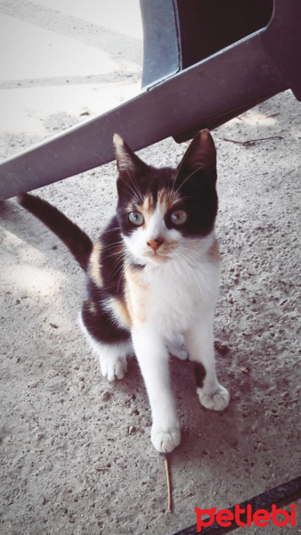 Tekir Kedi, Kedi  Rilâ fotoğrafı