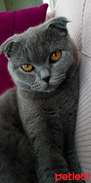 Scottish Fold, Kedi  Mia fotoğrafı