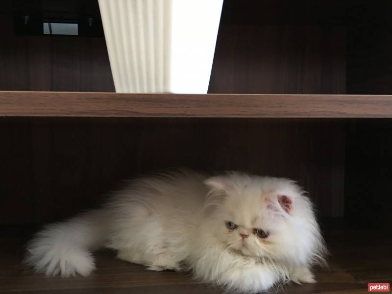 Afgan Tazısı, Köpek  Linda fotoğrafı