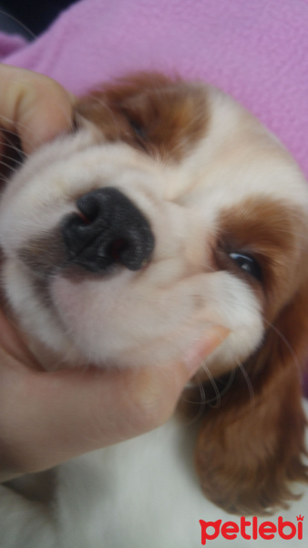 King Charles Spaniel, Köpek  Mörfi fotoğrafı