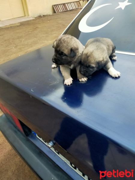 Kangal, Köpek  Yavrular fotoğrafı