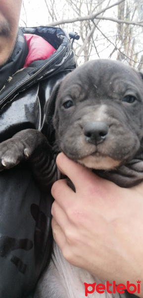 Amerikan Pitbull Terrier, Köpek  Pitbull bully mix fotoğrafı