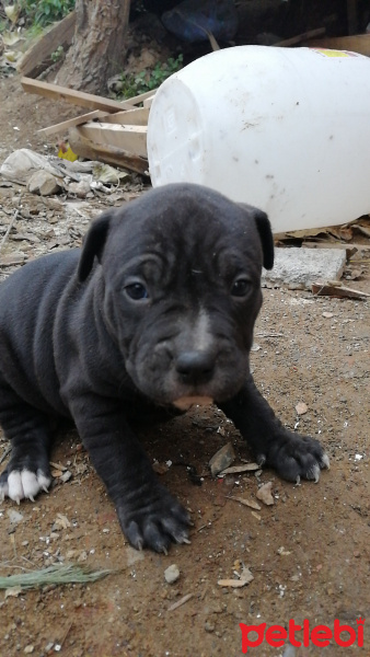 Amerikan Pitbull Terrier, Köpek  Pitbull bully mix fotoğrafı