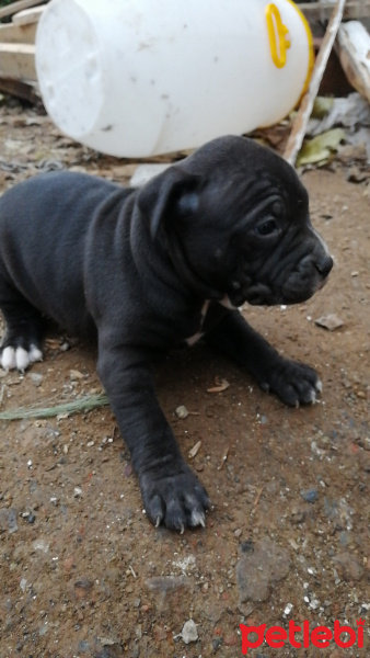 Amerikan Pitbull Terrier, Köpek  Pitbull bully mix fotoğrafı