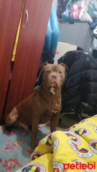 Amerikan Pitbull Terrier, Köpek  Pitbull bully mix fotoğrafı