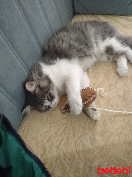 Tekir Kedi, Kedi  Maya fotoğrafı