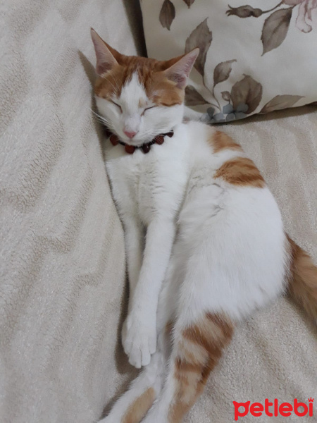 Tekir Kedi, Kedi  Şirin fotoğrafı