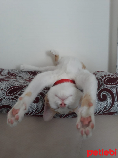 Tekir Kedi, Kedi  Şirin fotoğrafı