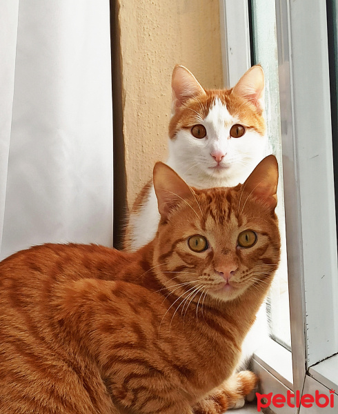 Tekir Kedi, Kedi  Şirin fotoğrafı
