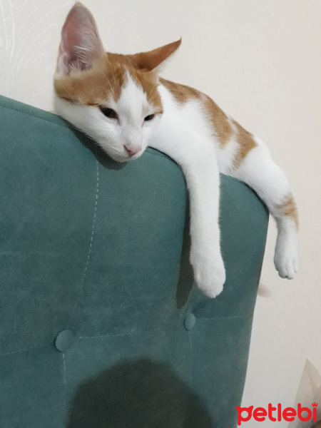 Tekir Kedi, Kedi  Şirin fotoğrafı