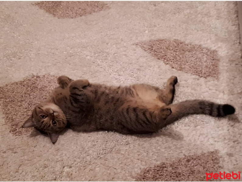 Scottish Fold, Kedi  Hermes Erhan fotoğrafı