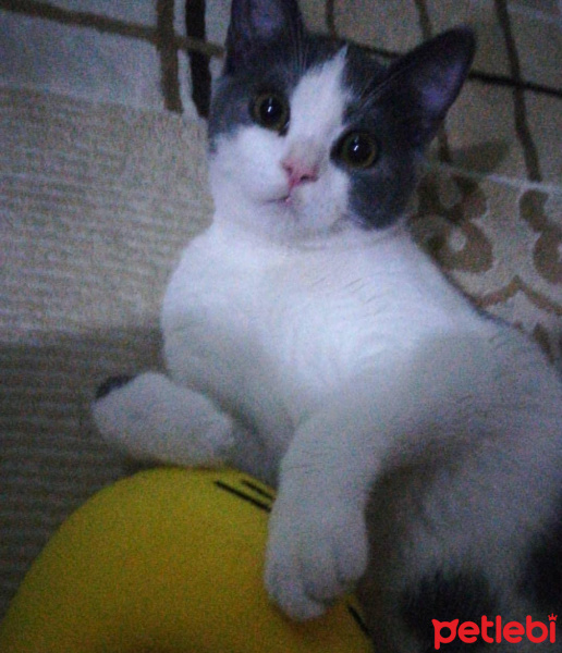 British Shorthair, Kedi  Behlül fotoğrafı