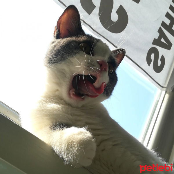 British Shorthair, Kedi  Behlül fotoğrafı