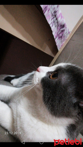 British Shorthair, Kedi  Behlül fotoğrafı