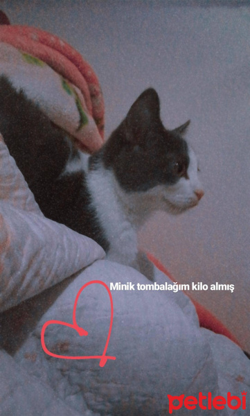 British Shorthair, Kedi  Behlül fotoğrafı