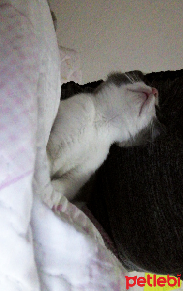 British Shorthair, Kedi  Behlül fotoğrafı