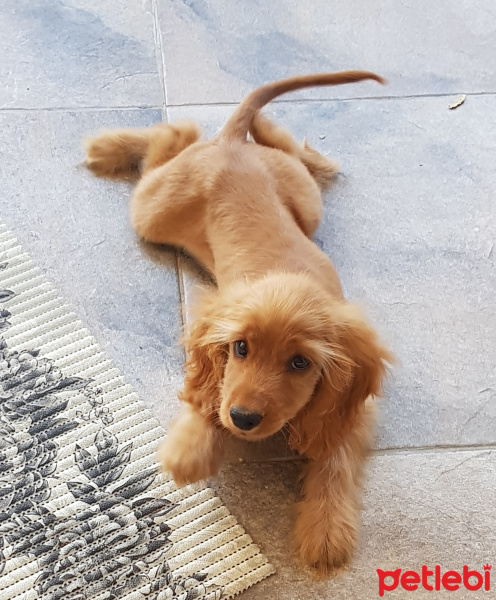 İngiliz Cocker Spaniel, Köpek  Lucy fotoğrafı