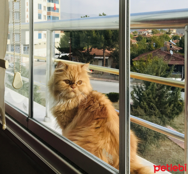 Chinchilla, Kedi  Şila fotoğrafı