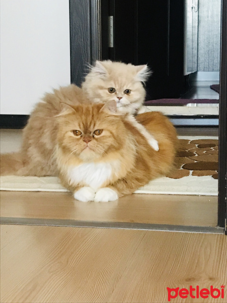 Chinchilla, Kedi  Şila fotoğrafı