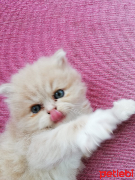 Chinchilla, Kedi  Şila fotoğrafı