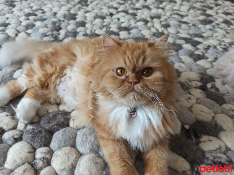 Chinchilla, Kedi  Şila fotoğrafı