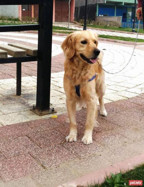 Golden Retriever, Köpek  pascal fotoğrafı