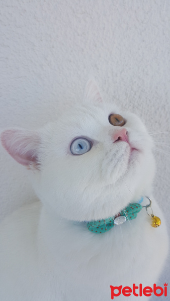British Shorthair, Kedi  Sütlaç fotoğrafı