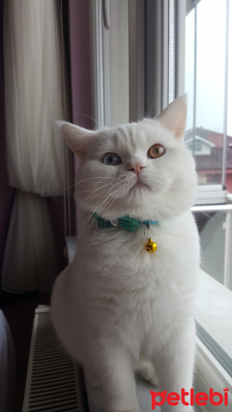 British Shorthair, Kedi  Sütlaç fotoğrafı