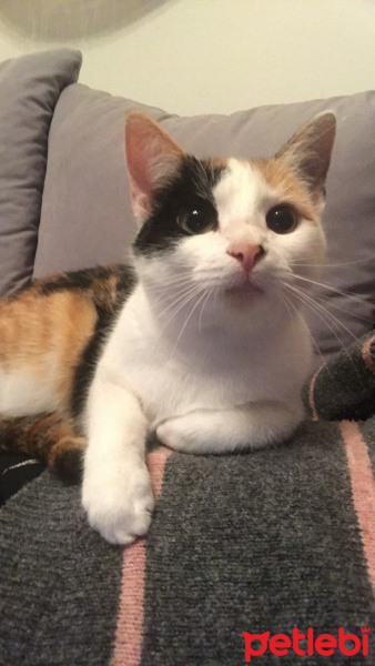 Tekir Kedi, Kedi  Şanslı fotoğrafı