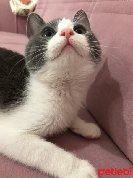 Tekir Kedi, Kedi  Gümüş fotoğrafı