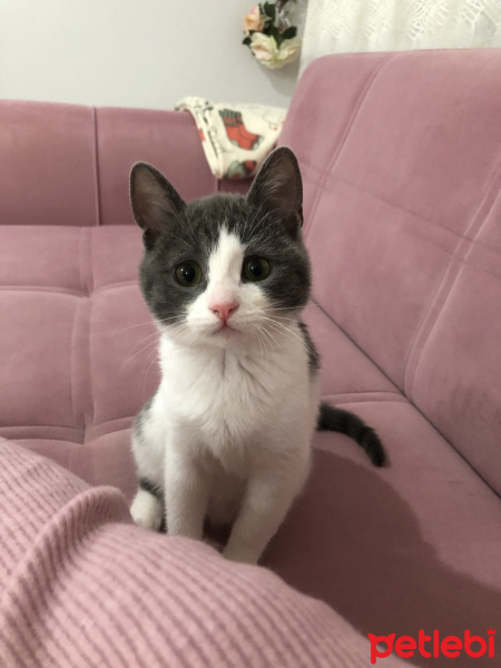 Tekir Kedi, Kedi  Gümüş fotoğrafı