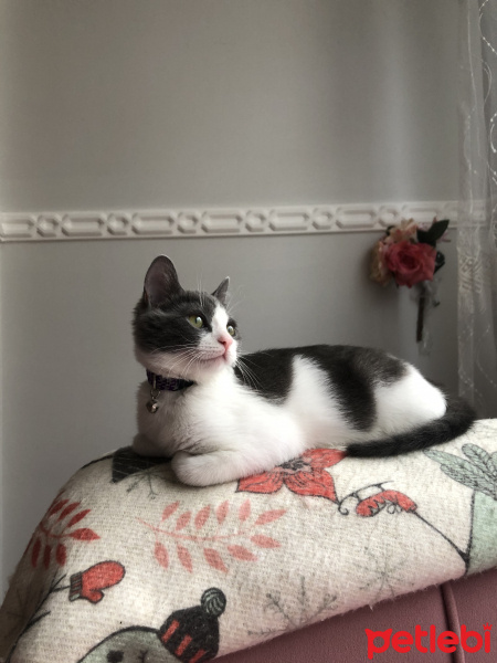 Tekir Kedi, Kedi  Gümüş fotoğrafı