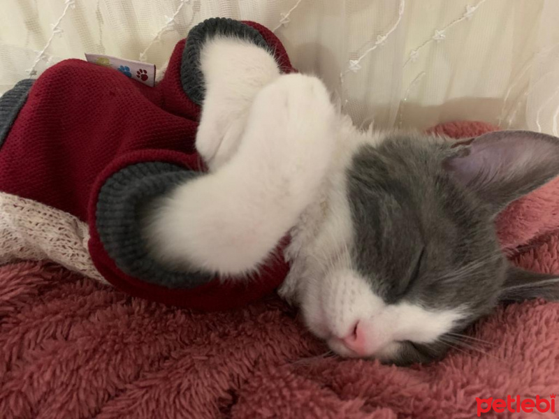 Tekir Kedi, Kedi  Gümüş fotoğrafı