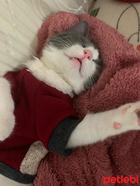 Tekir Kedi, Kedi  Gümüş fotoğrafı