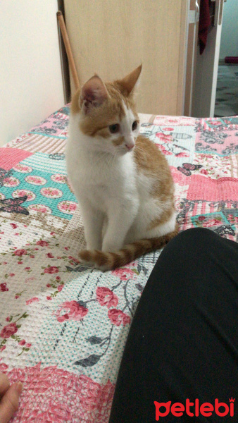 Sarman, Kedi  Simba fotoğrafı