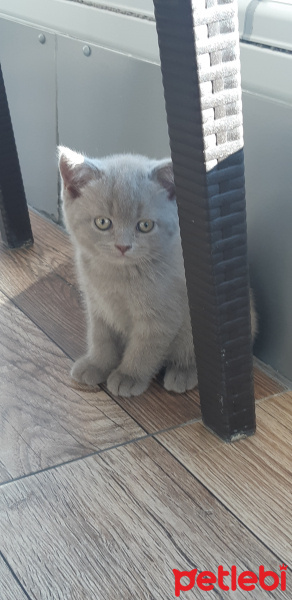 Scottish Fold, Kedi  Şakir fotoğrafı
