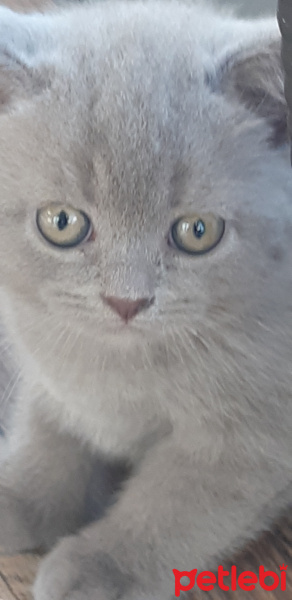 Scottish Fold, Kedi  Şakir fotoğrafı