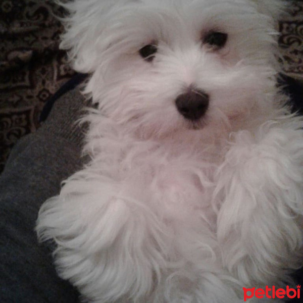 Maltese, Köpek  Pati fotoğrafı