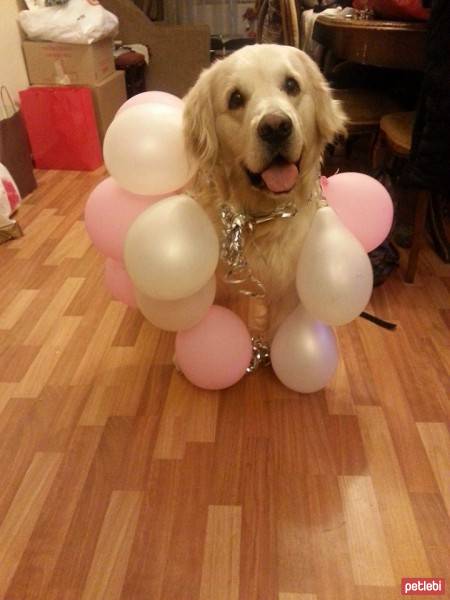 Golden Retriever, Köpek  Ares fotoğrafı