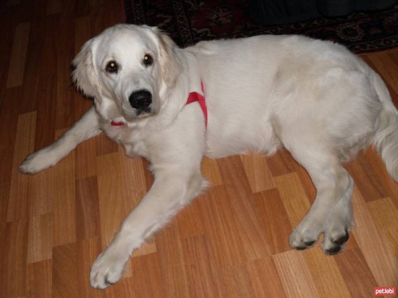 Golden Retriever, Köpek  Ares fotoğrafı