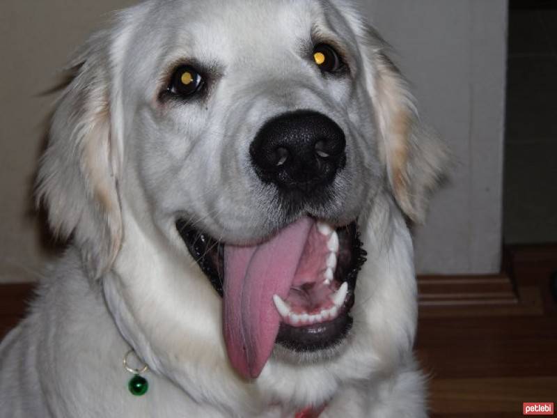 Golden Retriever, Köpek  Ares fotoğrafı