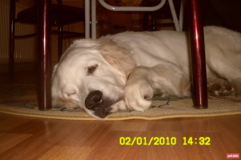 Golden Retriever, Köpek  Ares fotoğrafı